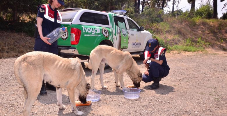 JANDARMA SICAK HAVALARDA SOKAK HAYVANLARINI UNUTMADI