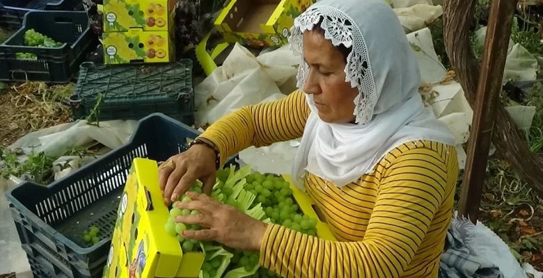 Mersin Erdemli’de Serada Yetiştirilen Üzümler Hasat Edildi