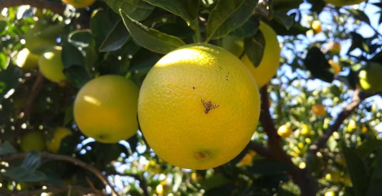 Tarsus İlçe Tarım Müdürlüğü’nden 4.Toplu Mücadele