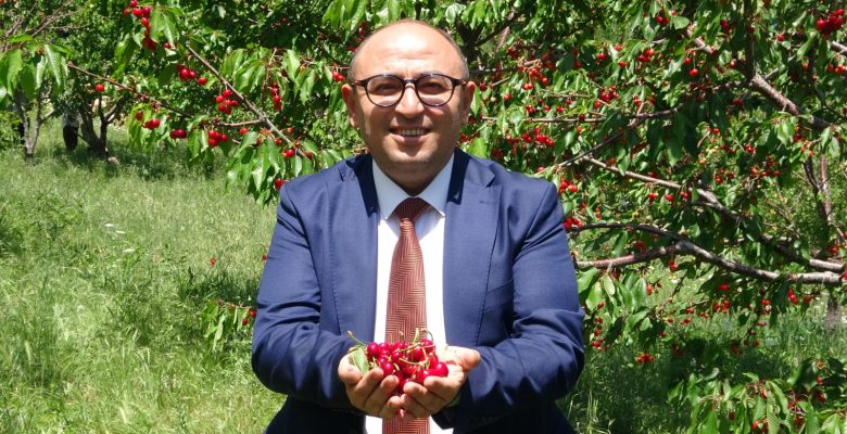 ERDEMLİ’DE KİRAZ HASADI BAŞLADI, BAŞKAN KARA: KORAMŞALI KİRAZIMIZ ÜLKE EKONOMİMİZE KATKI SUNUYOR