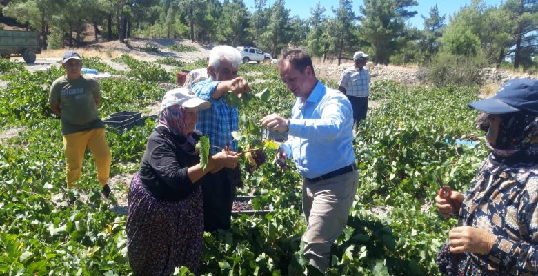 GÜLNAR BELEDİYE BAŞKANI FATİH ÖNGE, ÜÇOLUK MAHALLESİ’NDE KİŞNİŞ ÜZÜMÜ HASADINA KATILDI