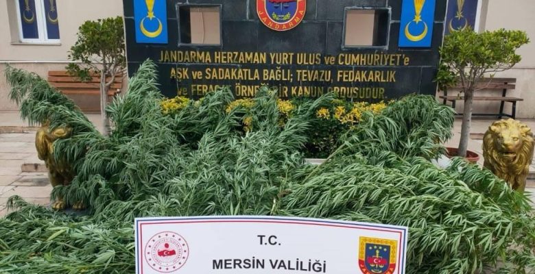 JANDARMADAN UYUŞTURUCU MADDE OPERASYONU: 3 GÖZALTI