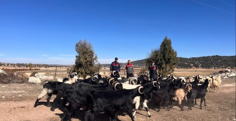 KAYBOLAN KÜÇÜKBAŞ HAYVANLARI JANDARMA BULDU