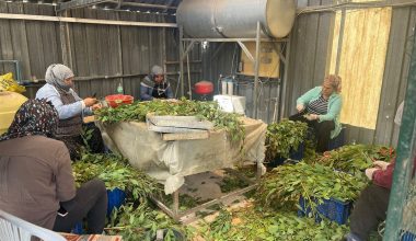 TARSUS KARABUCAK ENDÜSTRİYEL SAHALARI İÇİN KLONAL OKALİPTUS FİDANI ÜRETİMİ