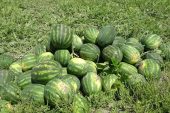 MERSİN’DE KARPUZUN KİLOSU TARLADA 25 TL