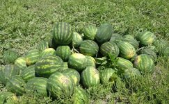 MERSİN’DE KARPUZUN KİLOSU TARLADA 25 TL
