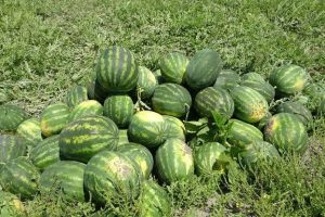MERSİN’DE KARPUZUN KİLOSU TARLADA 25 TL