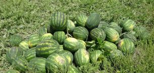 MERSİN’DE KARPUZUN KİLOSU TARLADA 25 TL