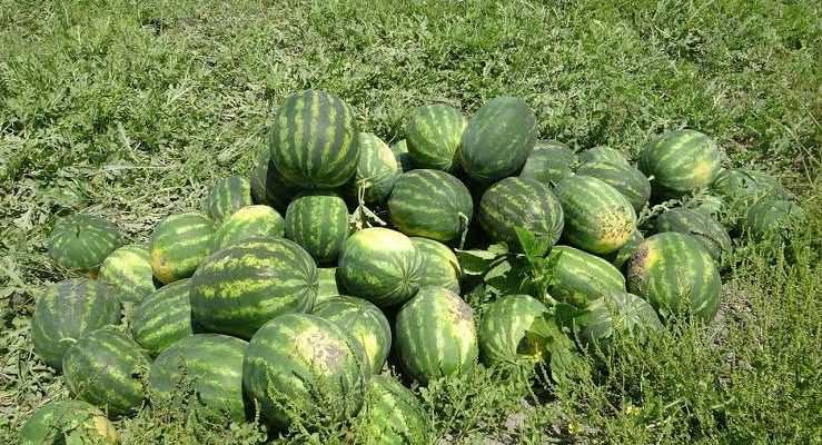 MERSİN’DE KARPUZUN KİLOSU TARLADA 25 TL