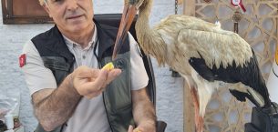 YANGINDAN KAÇAN YARALI LEYLEK, ANAMUR’DA KORUMA ALTINA ALINDI
