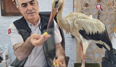 YANGINDAN KAÇAN YARALI LEYLEK, ANAMUR’DA KORUMA ALTINA ALINDI