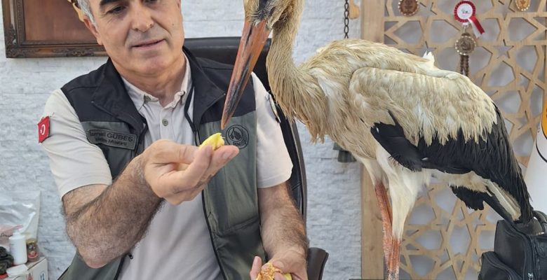 YANGINDAN KAÇAN YARALI LEYLEK, ANAMUR’DA KORUMA ALTINA ALINDI