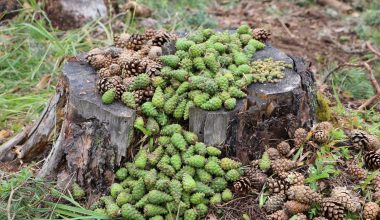 ORMANLARDA DOĞAL GENÇLEŞTİRME ÇALIŞMALARI BAŞLADI