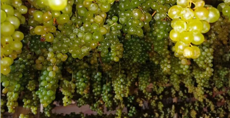 TOROSLAR’IN YEŞİL ALTINI: HADİM’İN GÖK ÜZÜMÜ