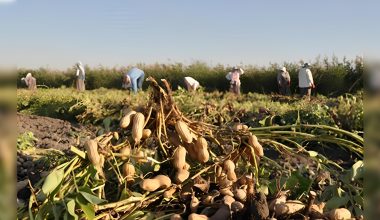 YER FISTIĞI HASADI BAŞLADI