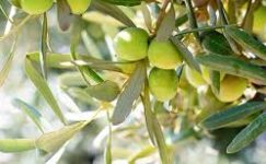 ORGANİK ZEYTİN ÜRETİMİNDE İLK ADIM ATILIYOR.