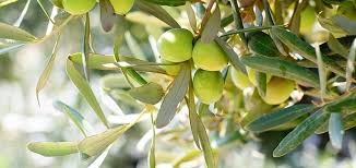 ORGANİK ZEYTİN ÜRETİMİNDE İLK ADIM ATILIYOR.