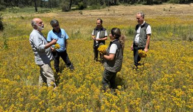 SARI KANTARON, HEM ŞİFA HEM BEREKET YAĞDIRIYOR