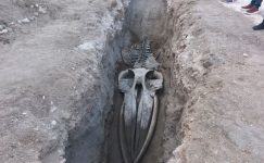 MERSİN’DE 4 YIL ÖNCE TOPRAĞA GÖMÜLEN FİN BALİNA İSKELETİ GÜN YÜZÜNE ÇIKIYOR
