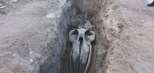 MERSİN’DE 4 YIL ÖNCE TOPRAĞA GÖMÜLEN FİN BALİNA İSKELETİ GÜN YÜZÜNE ÇIKIYOR