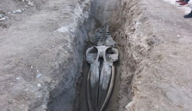 MERSİN’DE 4 YIL ÖNCE TOPRAĞA GÖMÜLEN FİN BALİNA İSKELETİ GÜN YÜZÜNE ÇIKIYOR