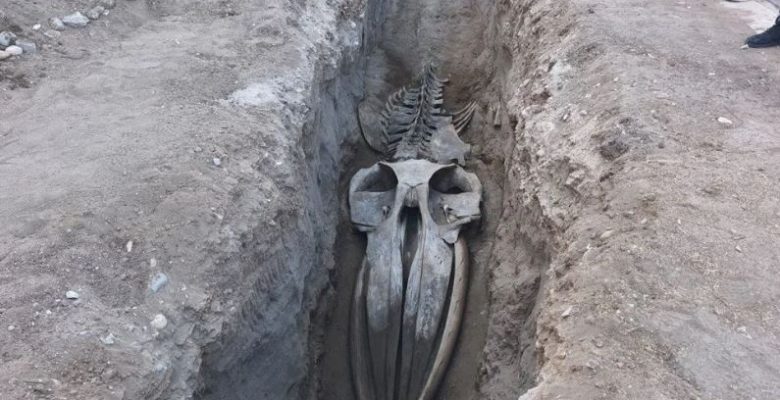 MERSİN’DE 4 YIL ÖNCE TOPRAĞA GÖMÜLEN FİN BALİNA İSKELETİ GÜN YÜZÜNE ÇIKIYOR
