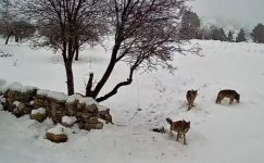 BOZYAZI’DA KURTLAR GÜVENLİK KAMERASINA TAKILDI
