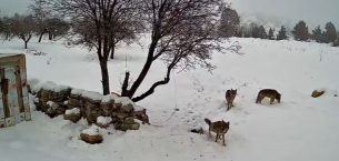 BOZYAZI’DA KURTLAR GÜVENLİK KAMERASINA TAKILDI