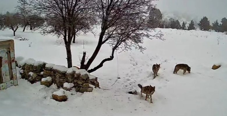 BOZYAZI’DA KURTLAR GÜVENLİK KAMERASINA TAKILDI