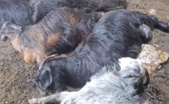 TARSUS’TA AHIRA DÜŞEN YILDIRIM 5 KÜÇÜKBAŞ HAYVANI TELEF ETTİ