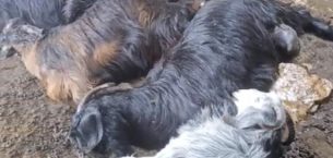 TARSUS’TA AHIRA DÜŞEN YILDIRIM 5 KÜÇÜKBAŞ HAYVANI TELEF ETTİ