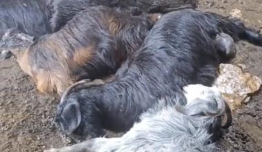 TARSUS’TA AHIRA DÜŞEN YILDIRIM 5 KÜÇÜKBAŞ HAYVANI TELEF ETTİ