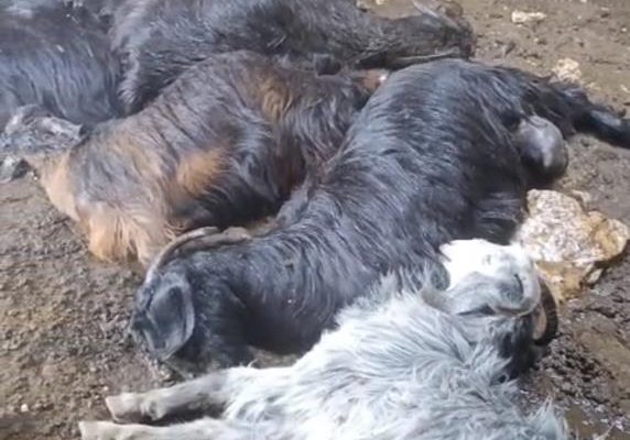 TARSUS’TA AHIRA DÜŞEN YILDIRIM 5 KÜÇÜKBAŞ HAYVANI TELEF ETTİ