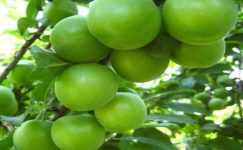 MERSİN’DE SERADA YETİŞTİRİLEN ERİKLERDE HASAT SÜRÜYOR