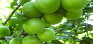 MERSİN’DE SERADA YETİŞTİRİLEN ERİKLERDE HASAT SÜRÜYOR