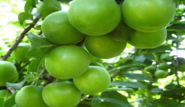 MERSİN’DE SERADA YETİŞTİRİLEN ERİKLERDE HASAT SÜRÜYOR