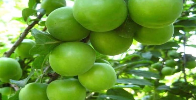 MERSİN’DE SERADA YETİŞTİRİLEN ERİKLERDE HASAT SÜRÜYOR