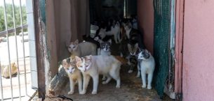 KEDİLİ EVDE NE OLDU? HAYVANSEVERLERDEN YETKİLİLERE İNCELEME ÇAĞRISI KEDİLİ EVDE NE OLDU? HAYVANSEVERLERDEN YETKİLİLERE İNCELEME ÇAĞRISI