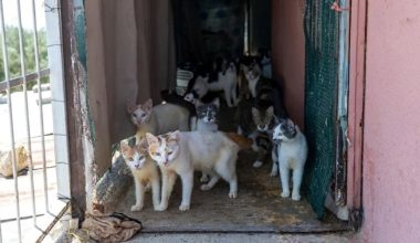 KEDİLİ EVDE NE OLDU? HAYVANSEVERLERDEN YETKİLİLERE İNCELEME ÇAĞRISI