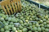 MUT’TA ZEYTİN BEREKETİ! ÜRETİCİNİN GÖZÜ FİYATTA: ZEYTİNDE 10 İLE 60 LİRA ARASINDA FİYAT BEKLENTİSİ