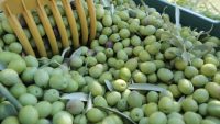 MUT’TA ZEYTİN BEREKETİ! ÜRETİCİNİN GÖZÜ FİYATTA: ZEYTİNDE 10 İLE 60 LİRA ARASINDA FİYAT BEKLENTİSİ