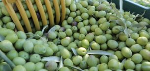 MUT’TA ZEYTİN BEREKETİ! ÜRETİCİNİN GÖZÜ FİYATTA: ZEYTİNDE 10 İLE 60 LİRA ARASINDA FİYAT BEKLENTİSİ MUT’TA ZEYTİN BEREKETİ! ÜRETİCİNİN GÖZÜ FİYATTA: ZEYTİNDE 10 İLE 60 LİRA ARASINDA FİYAT BEKLENTİSİ