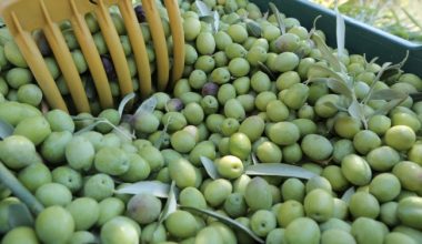 MUT’TA ZEYTİN BEREKETİ! ÜRETİCİNİN GÖZÜ FİYATTA: ZEYTİNDE 10 İLE 60 LİRA ARASINDA FİYAT BEKLENTİSİ