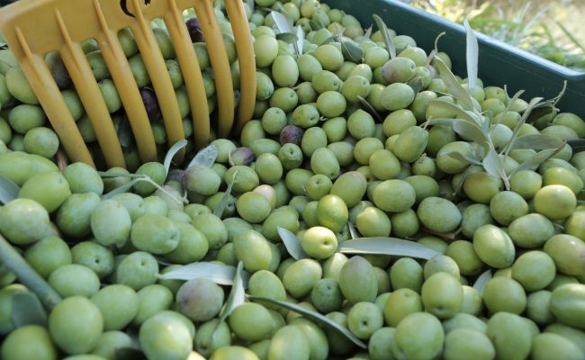 MUT’TA ZEYTİN BEREKETİ! ÜRETİCİNİN GÖZÜ FİYATTA: ZEYTİNDE 10 İLE 60 LİRA ARASINDA FİYAT BEKLENTİSİ
